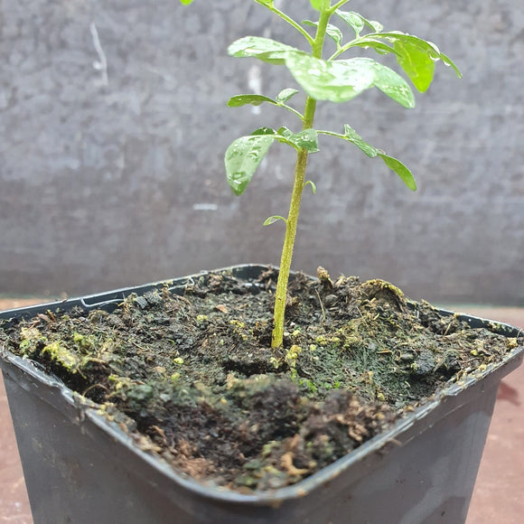 Curry leaf powder