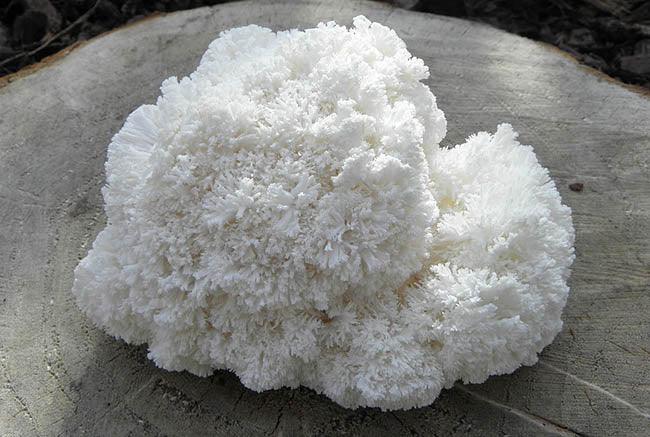 Lion's Mane